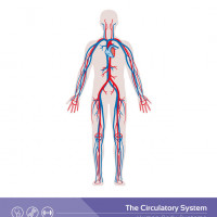 Doppler żył kończyn dolnych