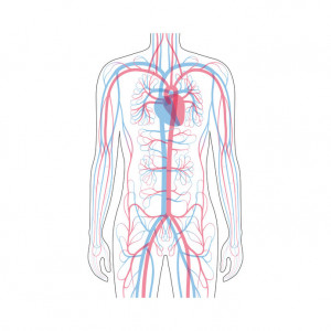 doppler-żyltętnic-wlotu-klatki-piersiowej-etermed Doppler żył/tętnic wlotu klatki piersiowej