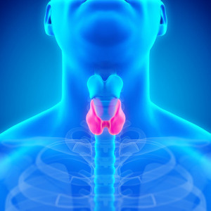 pakiet-tarczycowy-rozszerzony-2-etermed Pakiet tarczycowy+